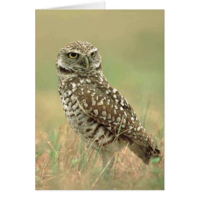 Burrowing Owl (Front)