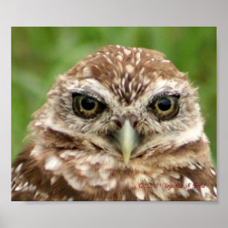 Burrowing Owl #2 Poster