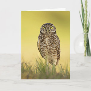 Burrowing Owl at Sunset Greeting Card