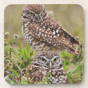 Burrowing Owl, Athene cunicularia, Cape Coral, Coaster