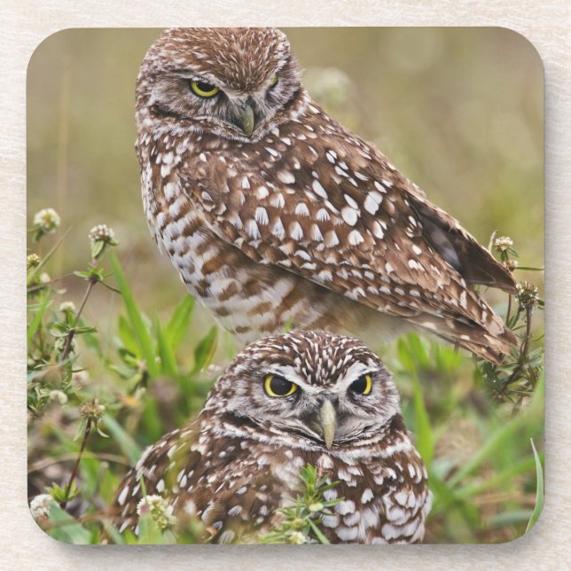 Burrowing Owl, Athene cunicularia, Cape Coral, Coaster (Front)