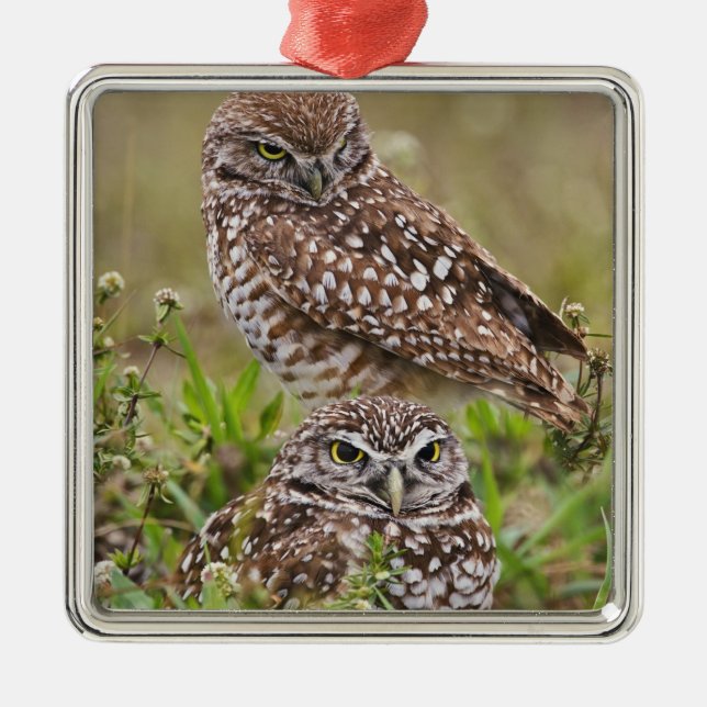 Burrowing Owl, Athene cunicularia, Cape Coral, Metal Tree Decoration (Front)