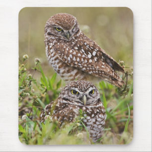 Burrowing Owl, Athene cunicularia, Cape Coral, Mouse Mat