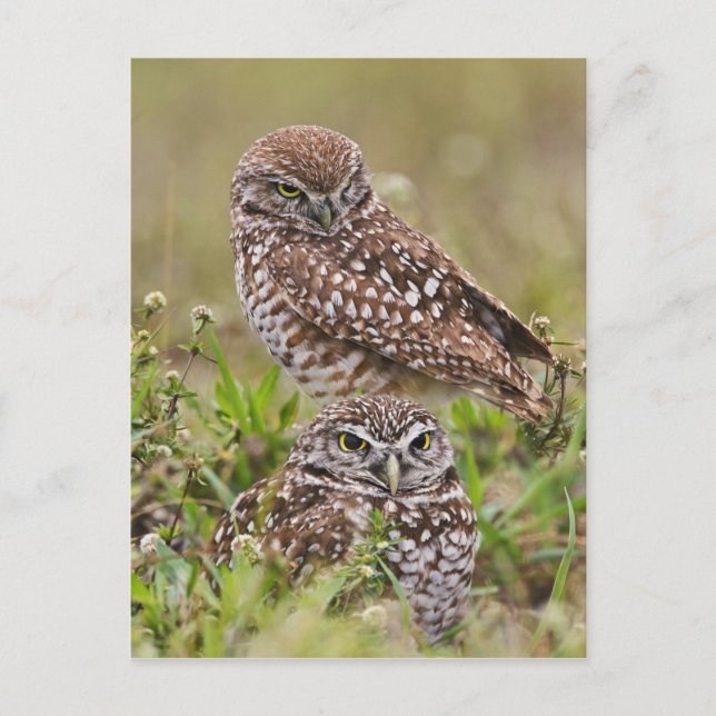 Burrowing Owl, Athene cunicularia, Cape Coral, Postcard (Front)