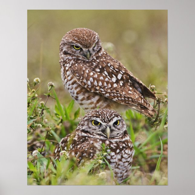 Burrowing Owl, Athene cunicularia, Cape Coral, Poster (Front)