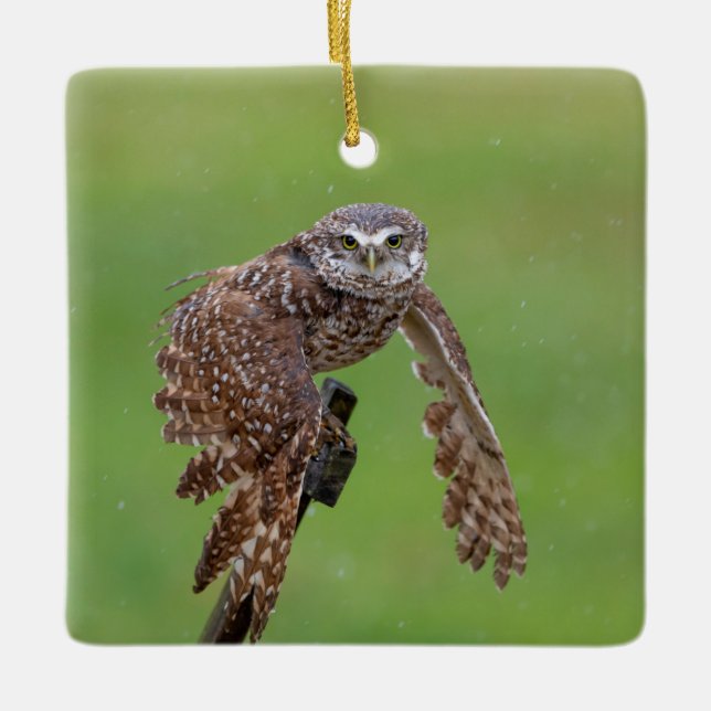 Burrowing Owl Ceramic Ornament (Front)