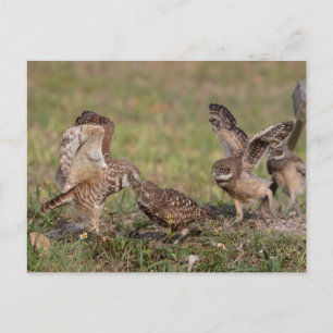 Burrowing Owl in Florida Postcard