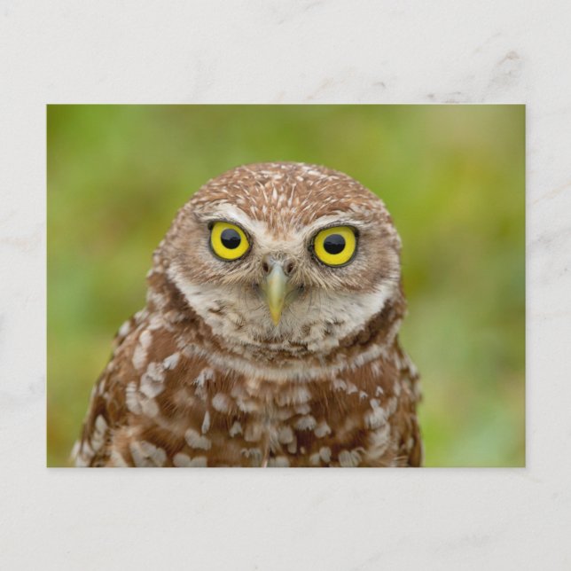 Burrowing Owl in Florida Postcard (Front)