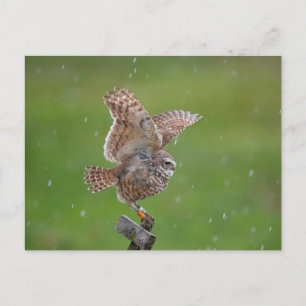 Burrowing Owl in Florida Postcard