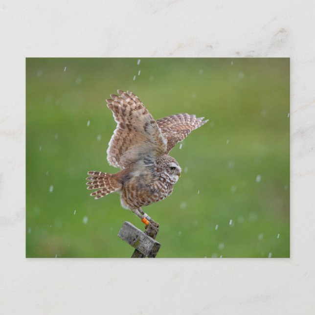 Burrowing Owl in Florida Postcard (Front)