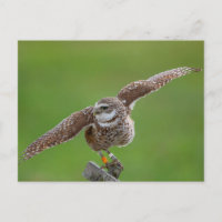 Burrowing Owl in Florida