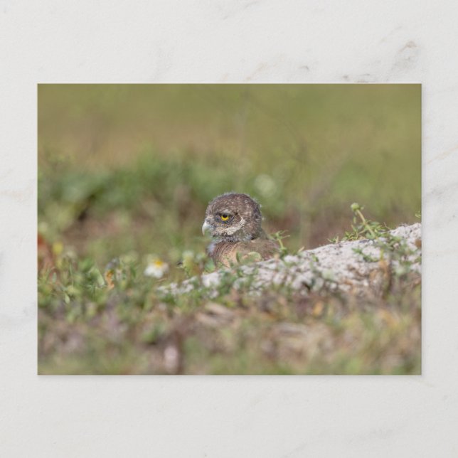 Burrowing Owl in Florida Postcard (Front)