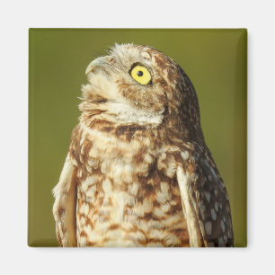 Burrowing Owl Magnet