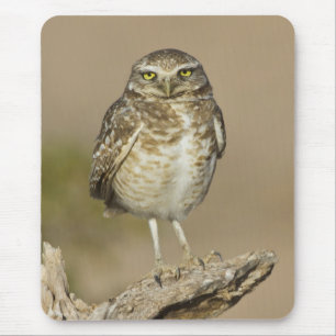 Burrowing Owl on a Cholla Rib Mouse Mat