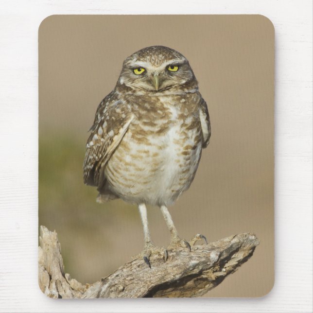 Burrowing Owl on a Cholla Rib Mouse Mat (Front)