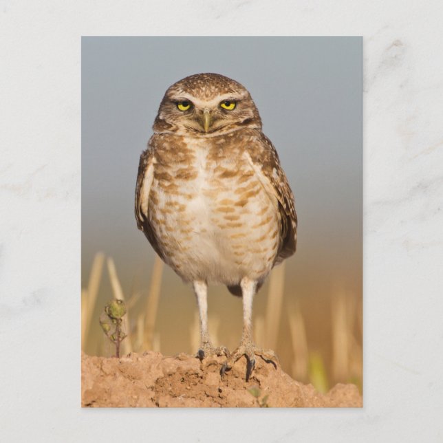 Burrowing owl on a dirt mound postcard (Front)