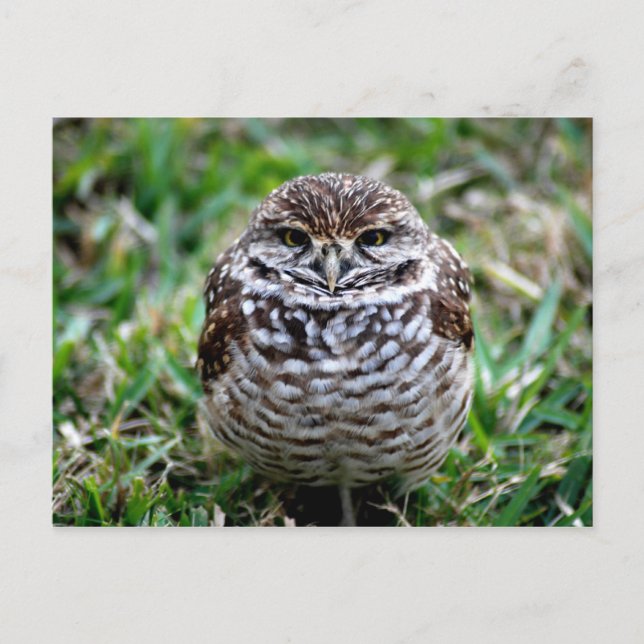 Burrowing Owl. Postcard (Front)