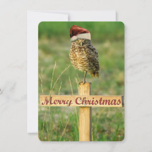 Burrowing Owl Santa Christmas Card