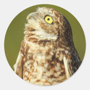 Burrowing Owl Sticker