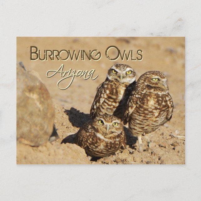Burrowing owls, Arizona Postcard (Front)