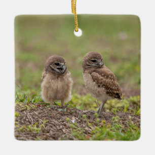 Burrowing Owls Ceramic Ornament