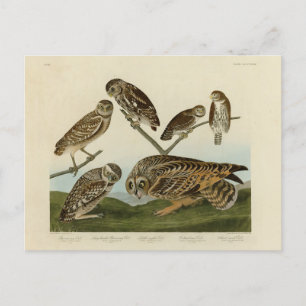 Burrowing Owls - from Audubon's Birds of America Postcard
