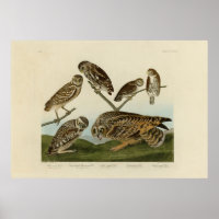 Burrowing Owls - from Audubon's Birds of America