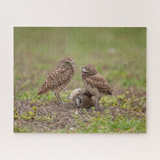 Burrowing Owls Jigsaw Puzzle (Horizontal)