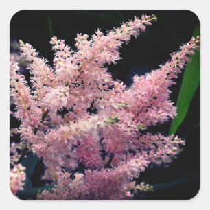 Bursting Pink Flower Square Sticker