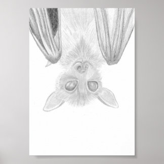 Burt The Bat, Animal Drawing Poster