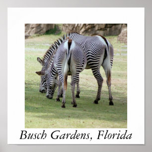 Busch Gardens, Florida Poster