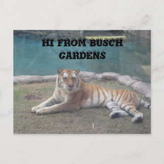 Busch Gardens Postcard