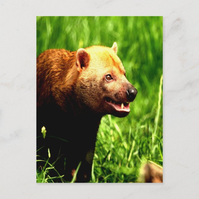 Bush Dog smiling with joy Postcard (Front)