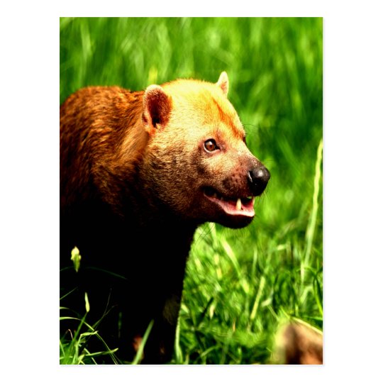 Bush Dog smiling with joy Postcard