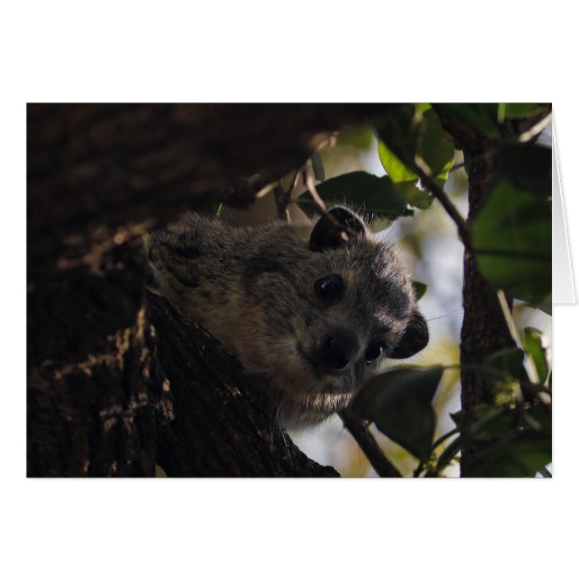 Bush Hyrax (Front Horizontal)