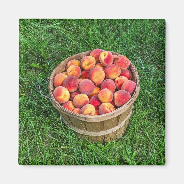 Bushel Basket of Fresh Peaches Magnet (Front)