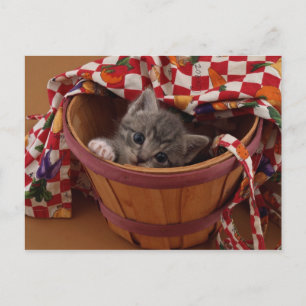 Bushel of Kitty Postcard