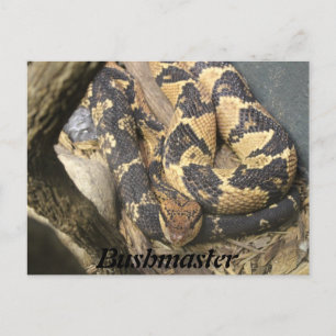 Bushmaster Postcard
