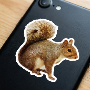 Bushy Tail Squirrel Sticker