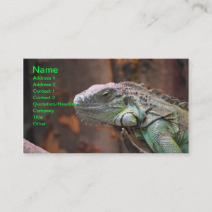 Business Card with colourful Iguana Lizard