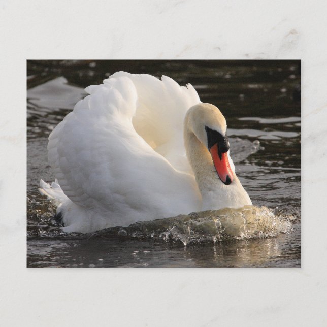 Busking Swan Postcard (Front)