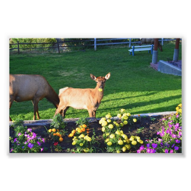 Busted -- an Elk Calf With a Marigold Photo Print (Front)