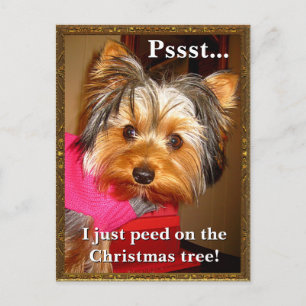 Busted Yorkie Holiday Postcard