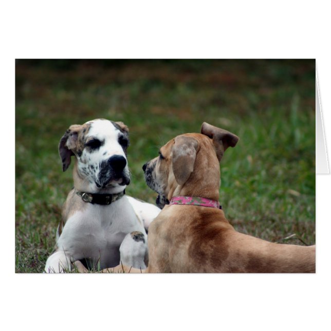 buster and jade 3 (Front Horizontal)