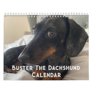 Buster the Dachshund Calendar