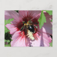Busy Be Collection Pollen in a Hibiscus 