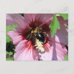 Busy Be Collection Pollen in a Hibiscus Postcard