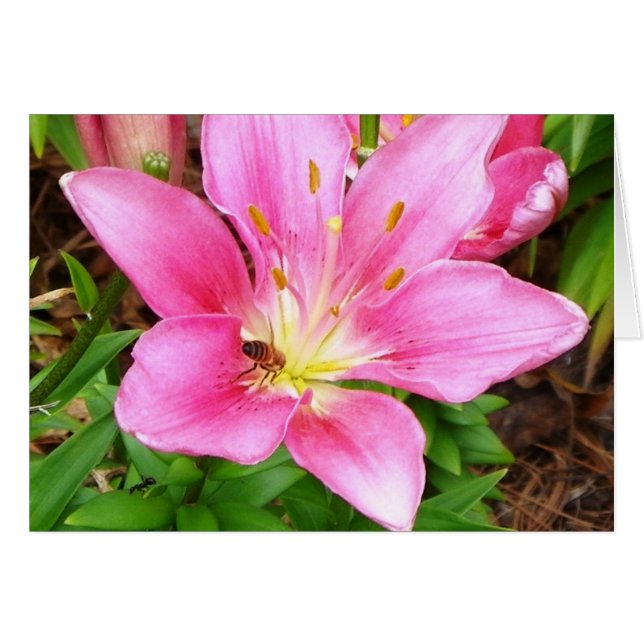 Busy Bee (Front Horizontal)