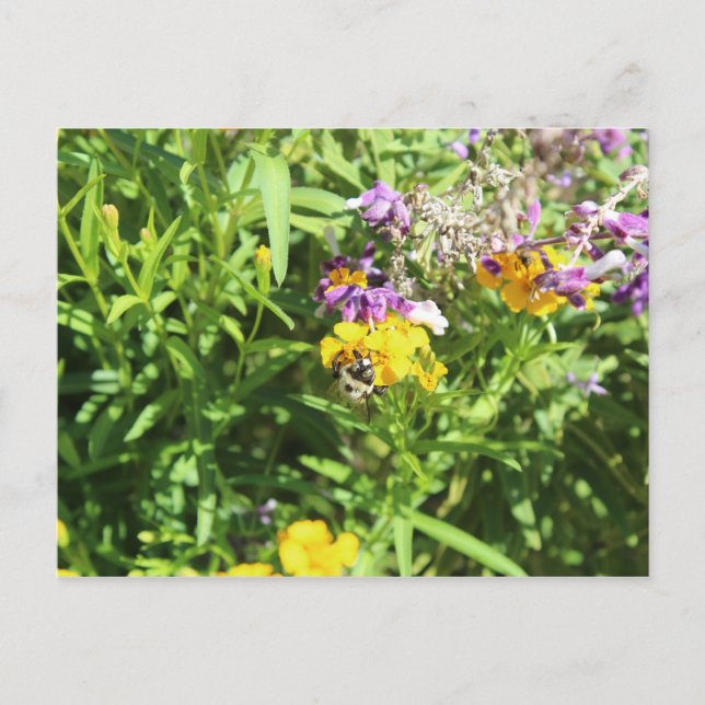 Busy Bee # 1 Postcard (Front)