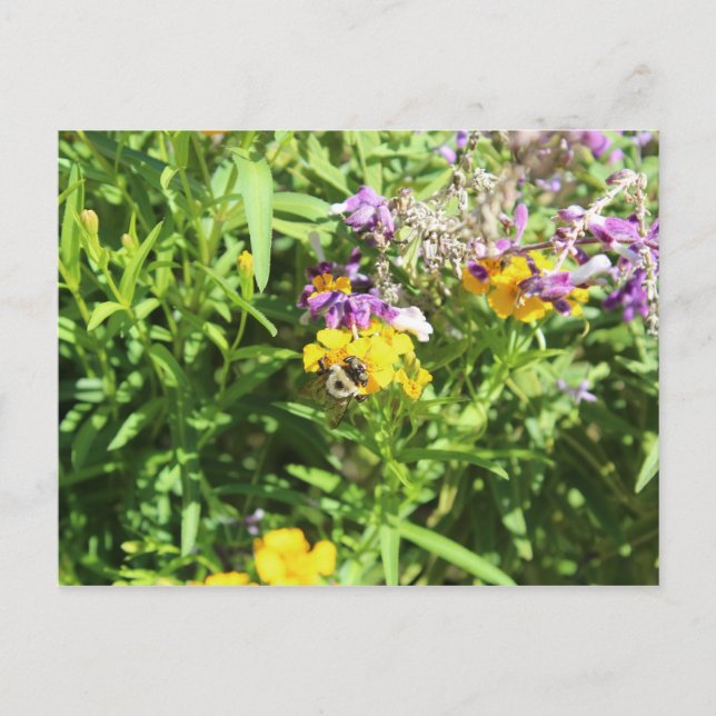 Busy Bee # 2 Postcard (Front)